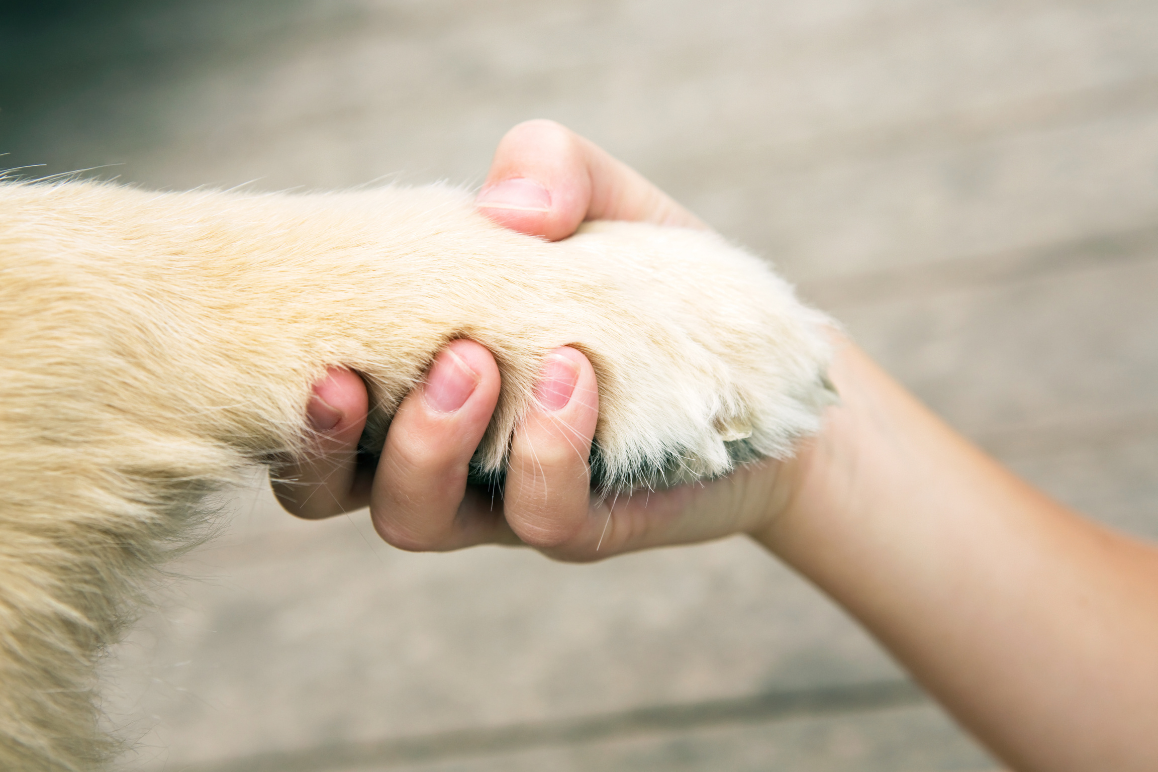 Child Hand Shaking Dog Paw