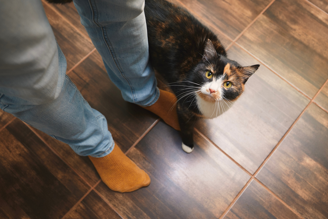 Cat welcome his owner at home